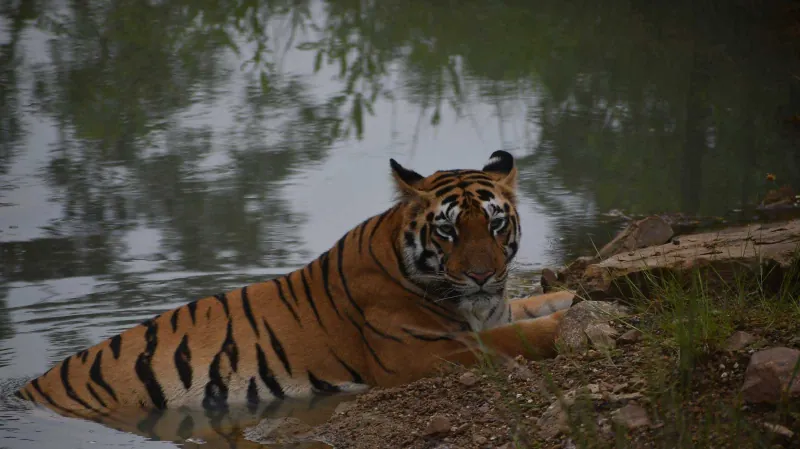 A tiger resting at the edge of a waterhole