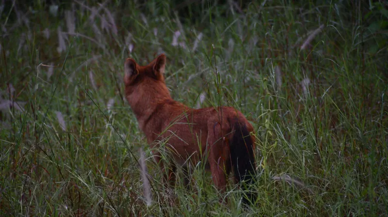 A dhole in the meadow