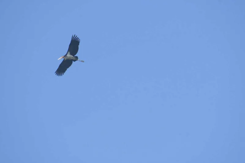 A raptor overhead against a blue sky
