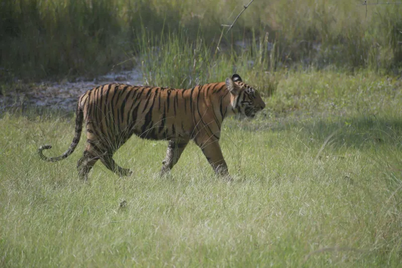 A tiger walking through the grass