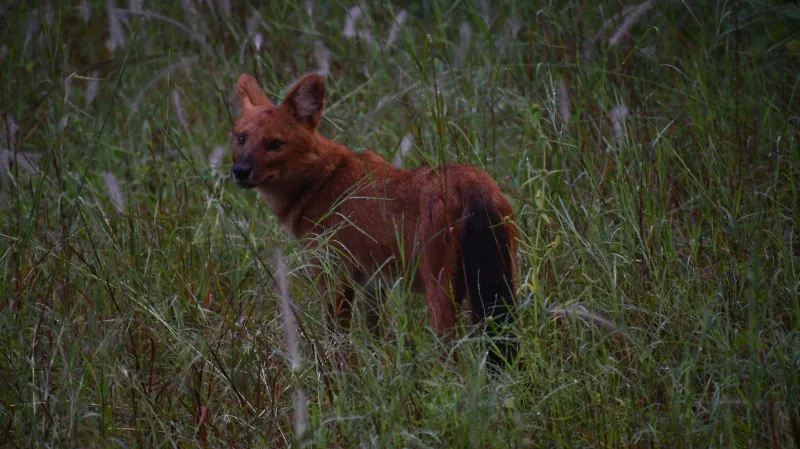 A dhole in the grass