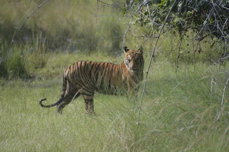 A tiger moving through the meadow