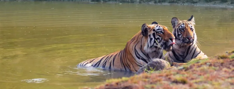 Two tigers cooling off in a waterhole
