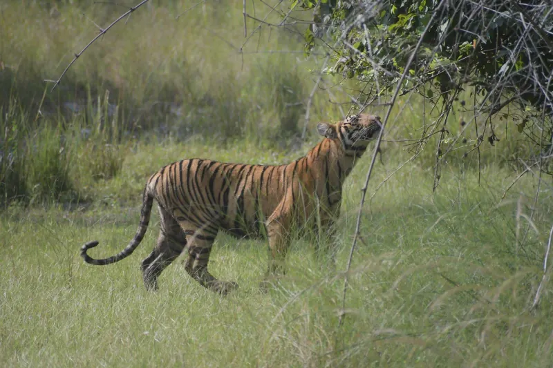 A tiger on the move