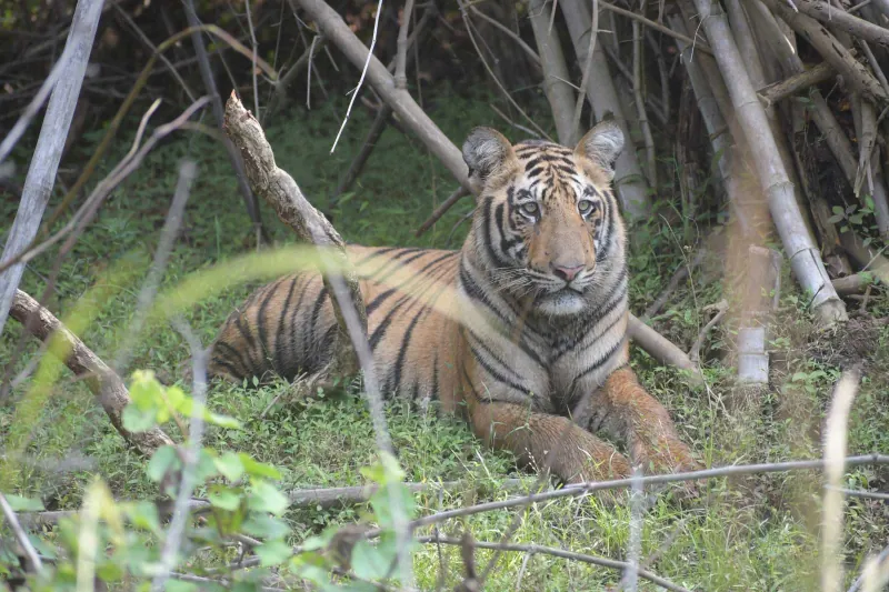 A tiger resting among the trees