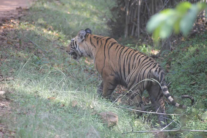 A tiger walking between the trees