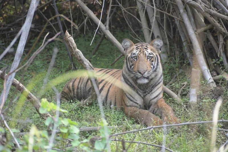 A tiger looking straight at the camera