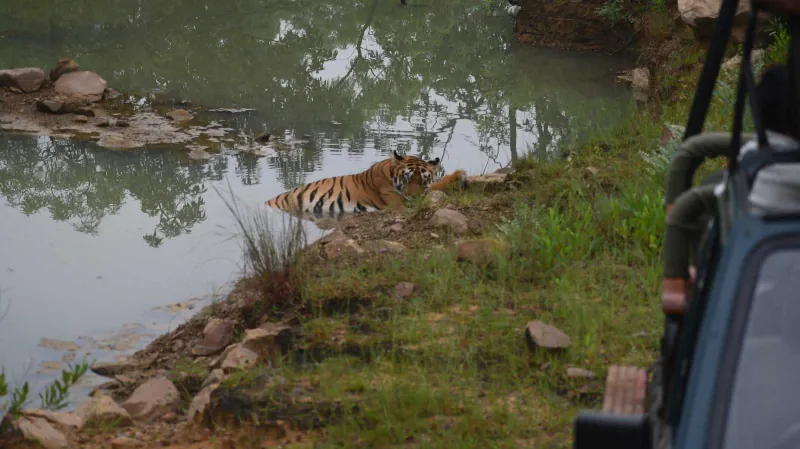 A tiger lying by the water, watched from the jeep