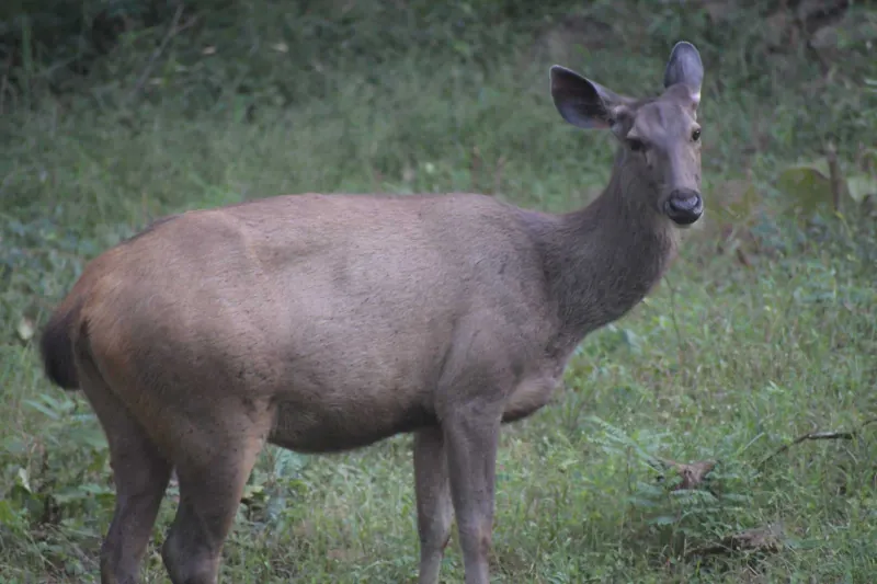 A sambar deer