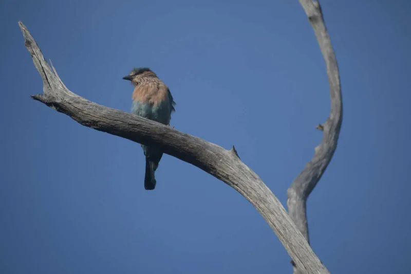 An Indian roller on a bare branch