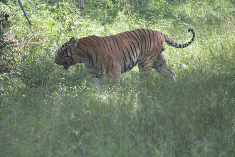 A tiger prowling through the grass