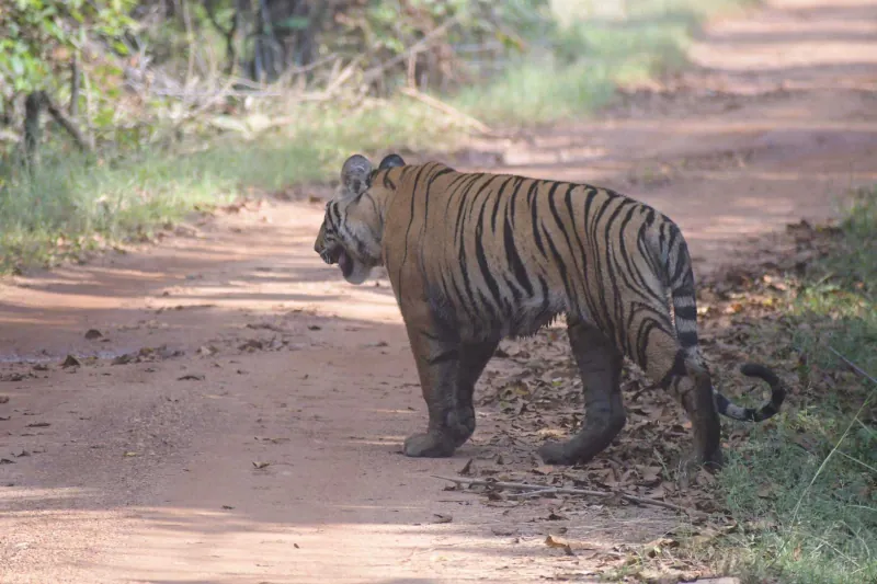 A tiger on the red forest track