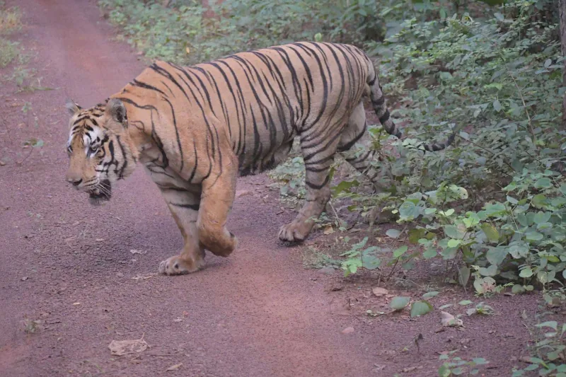 A tiger walking the red track toward the jeep