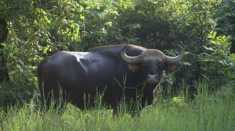A gaur, the Indian bison, in the undergrowth