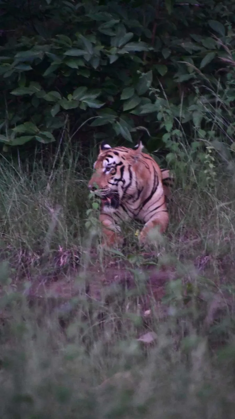 A tiger glimpsed through purple flowering grass