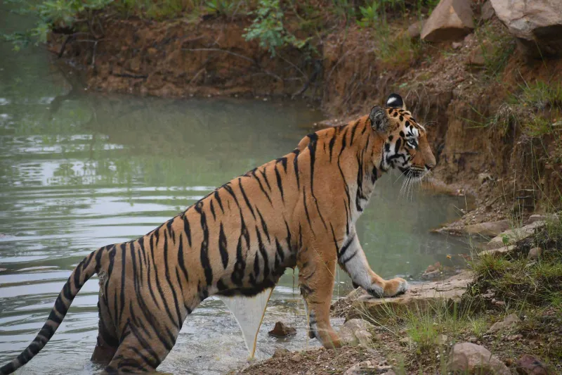 A tiger sitting in a waterhole