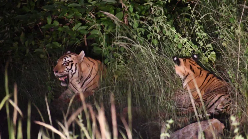 A tigress at the water