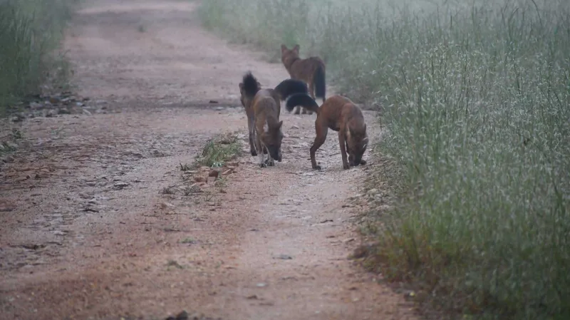 Dhole, the Indian wild dog, on the forest track