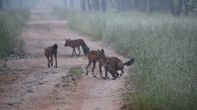 A dhole pack crossing the track