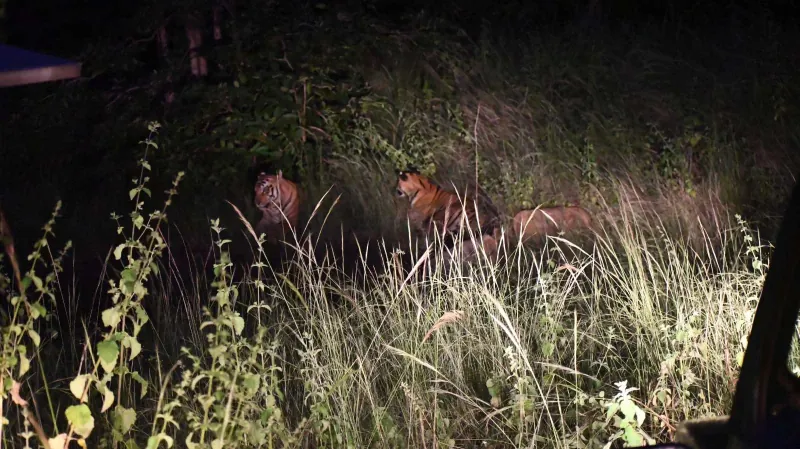 Two tigers in tall grass at night