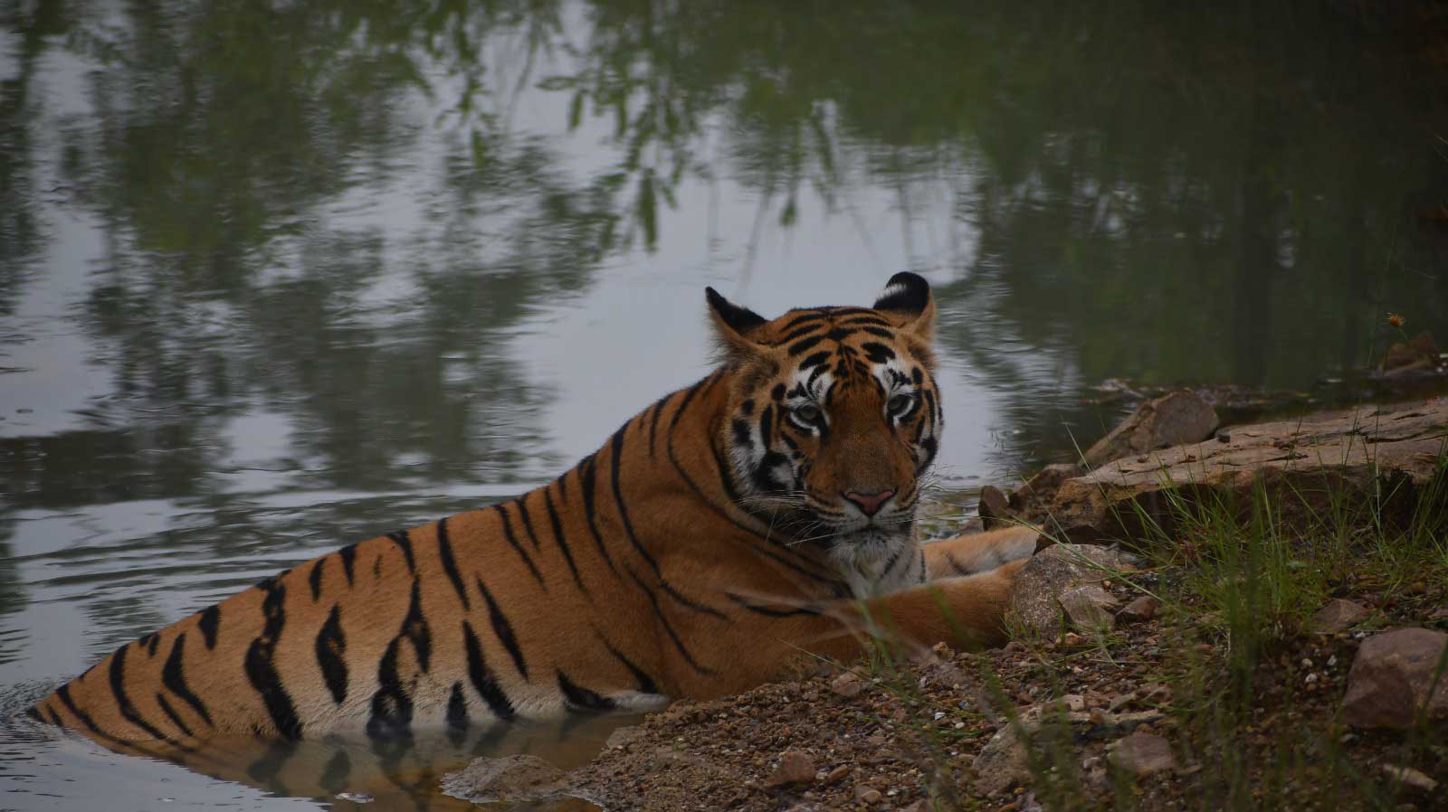Tiger in Tadoba