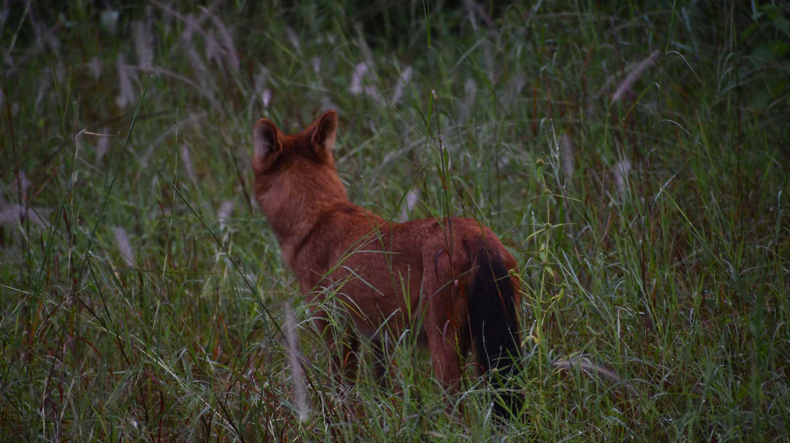 Tiger in Tadoba