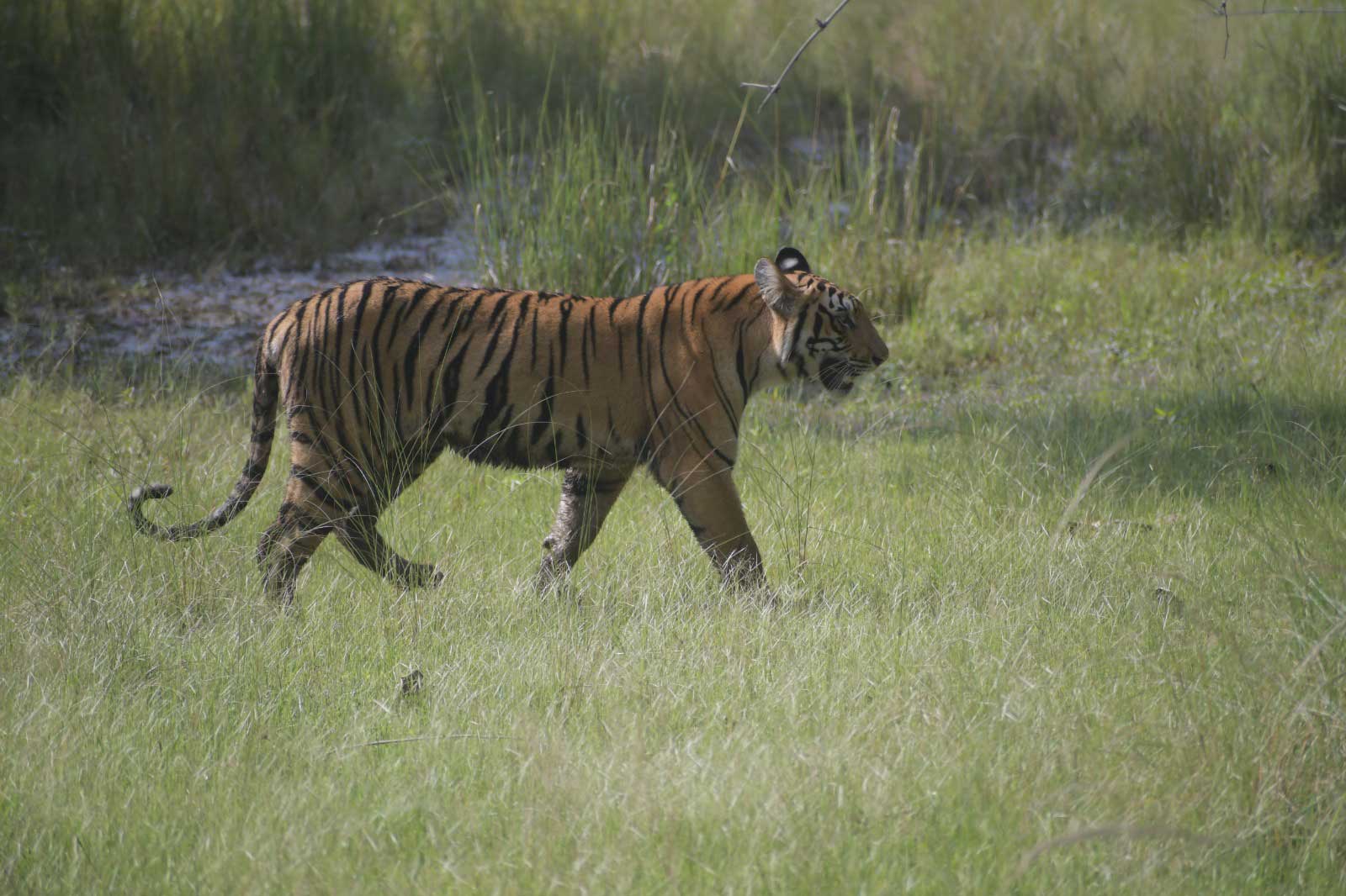 Tiger in Tadoba