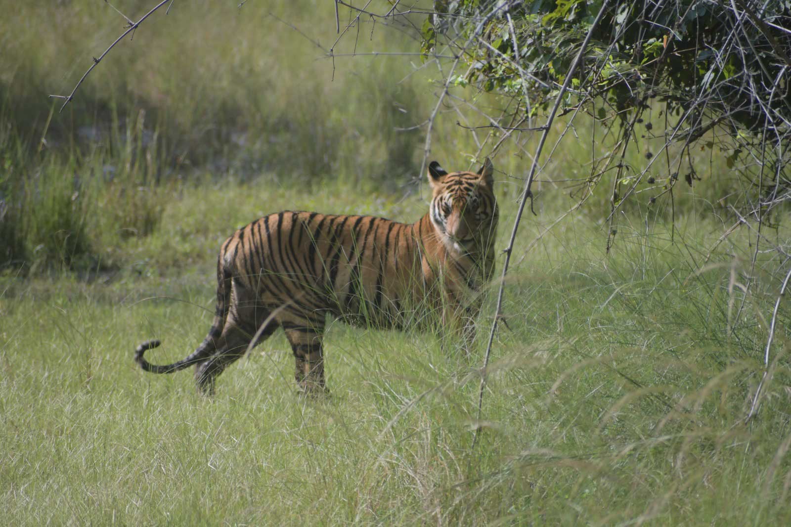 Tiger in Tadoba