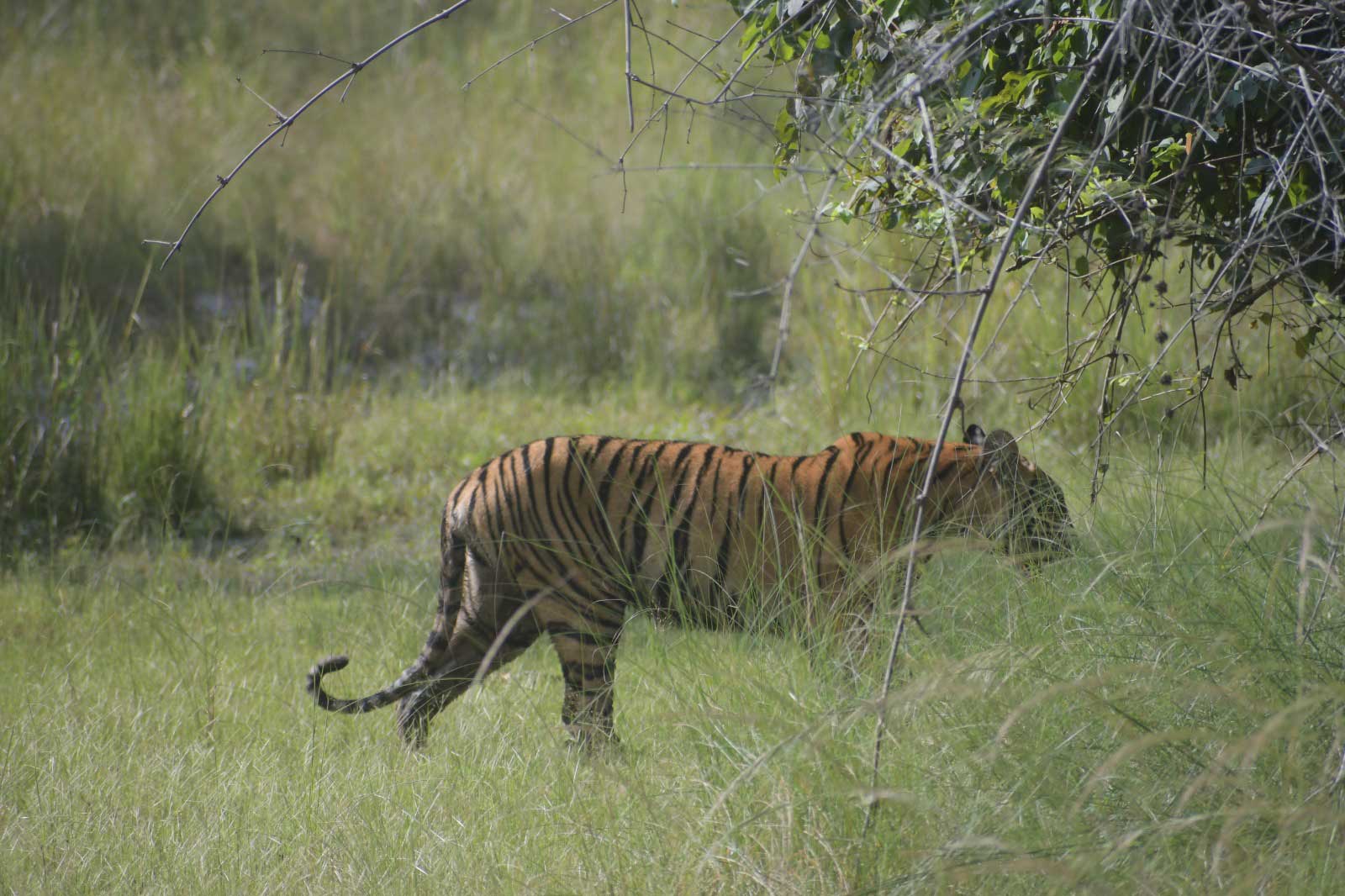 Tiger in Tadoba