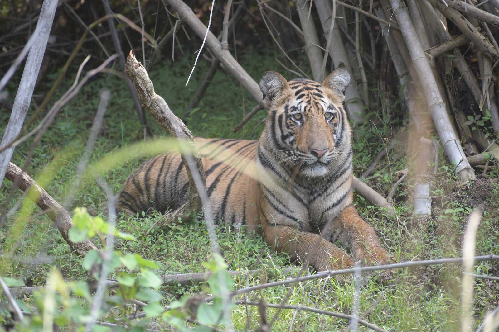 Tiger in Tadoba
