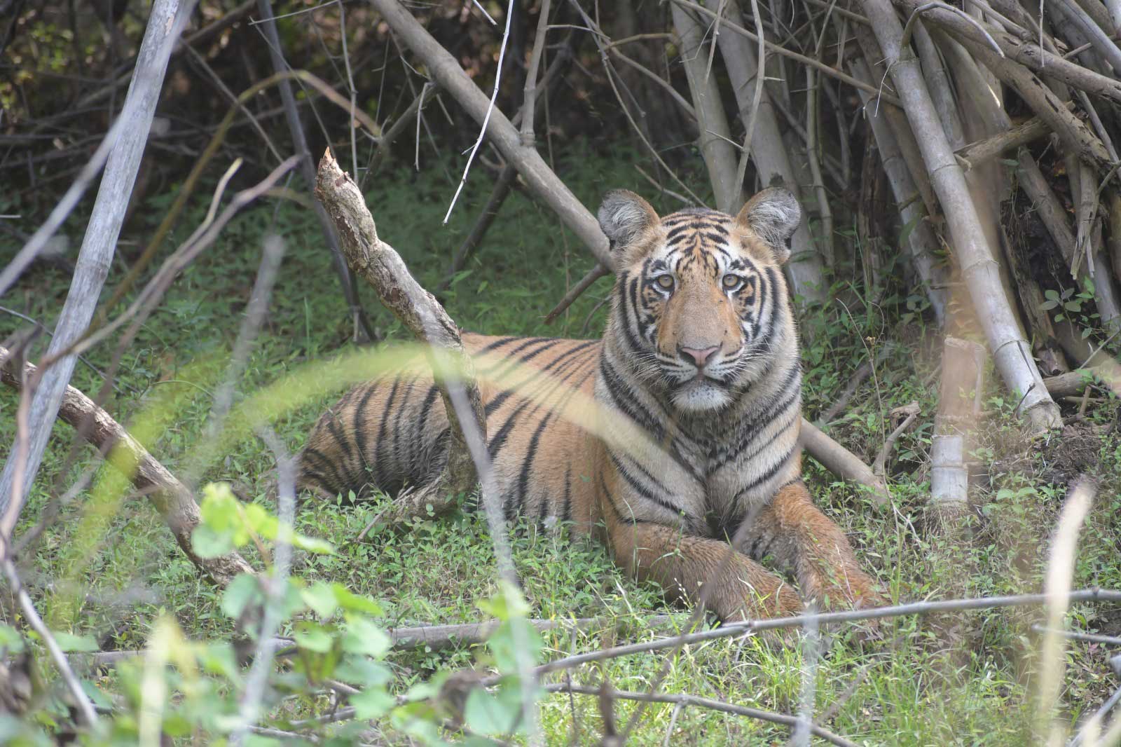 Tiger in Tadoba