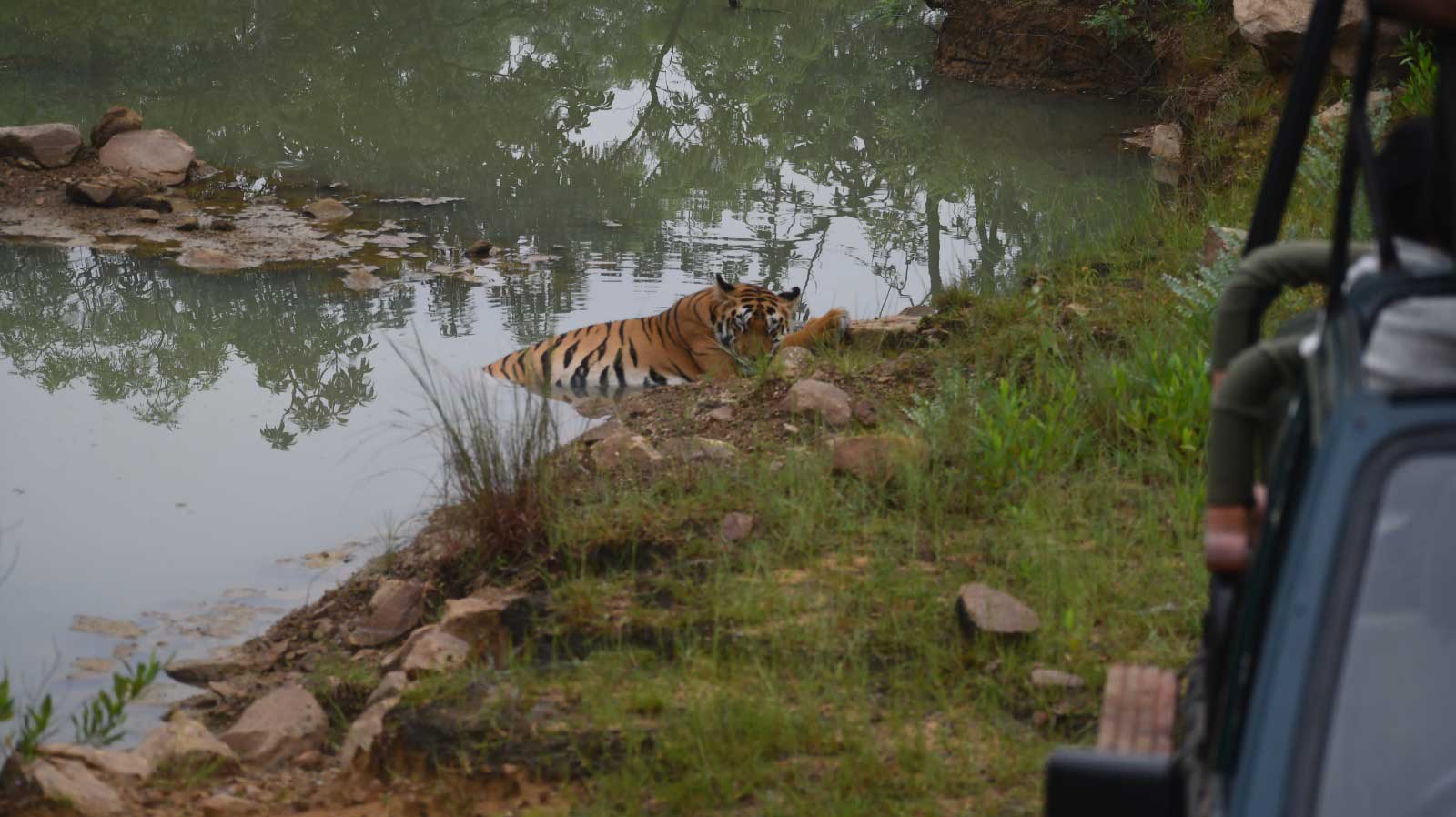 Tiger in Tadoba