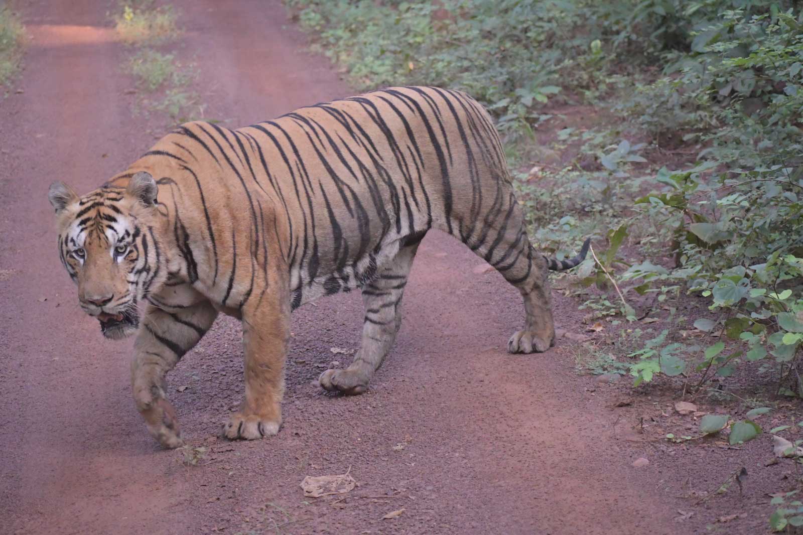 Tiger in Tadoba