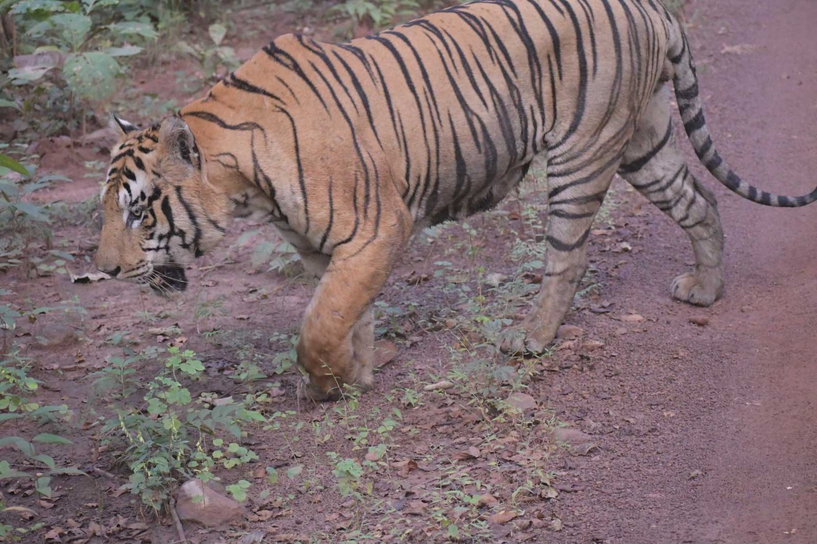 Tiger in Tadoba