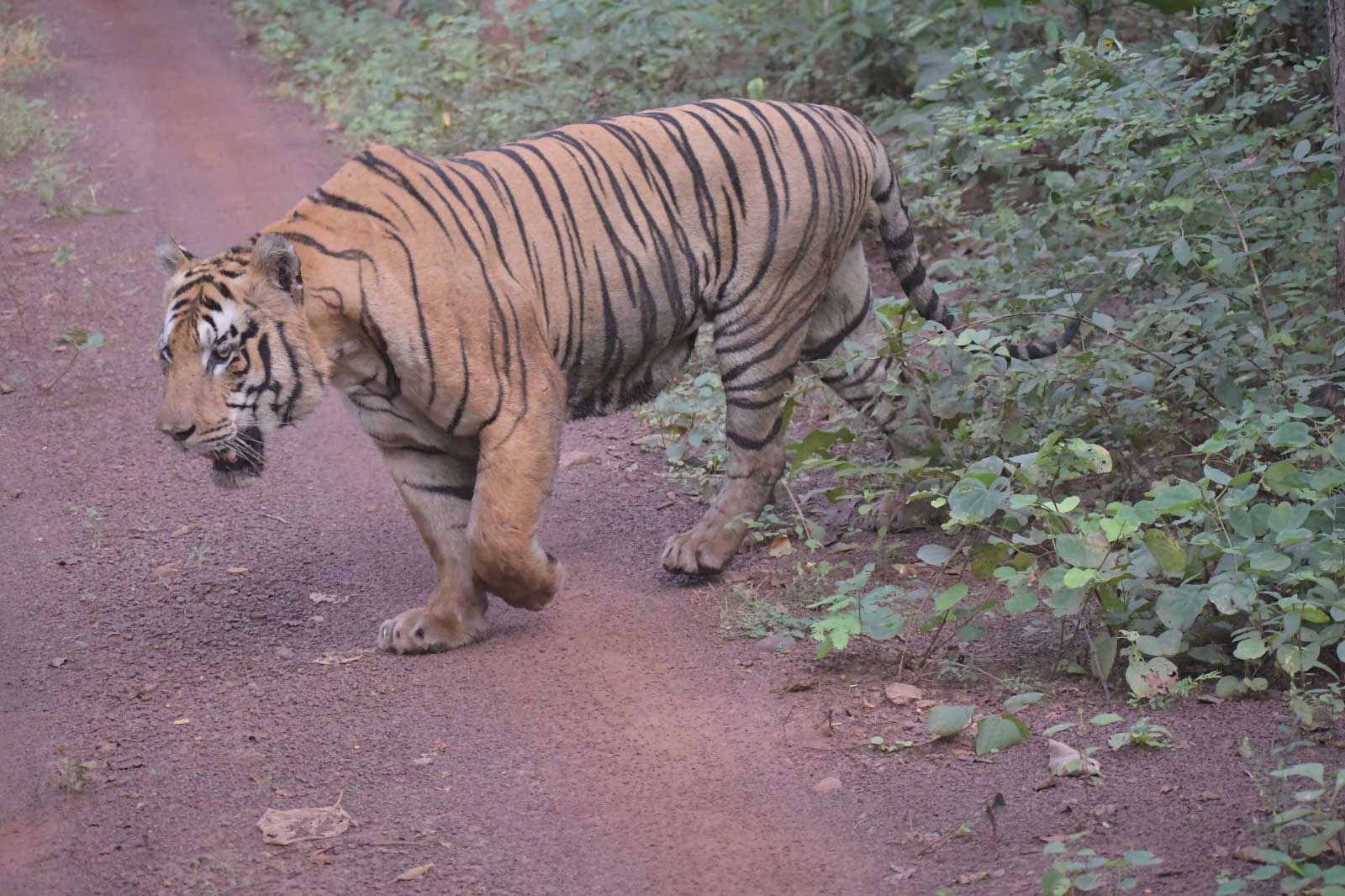 Tiger in Tadoba
